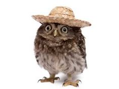 an owl wearing a straw hat and looking at the camera