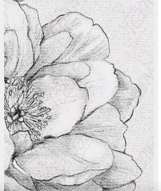 a pencil drawing of a flower