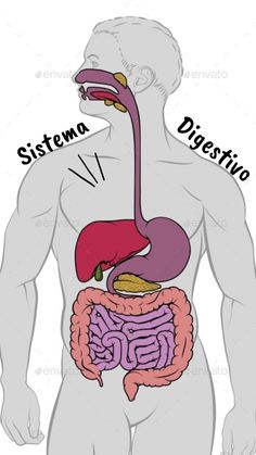 the anatomy of the human body showing the digest and small intestructions