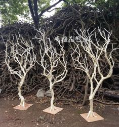 three white trees are standing in front of a pile of branches