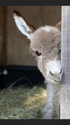 a baby llama peeking out from behind a wooden fence