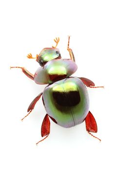 two green and red bugs sitting on top of each other