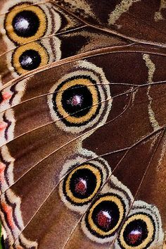 a close up view of a butterfly's wing