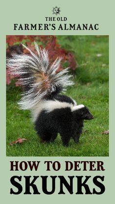 a skunk is standing in the grass with it's tail up and its hair blowing