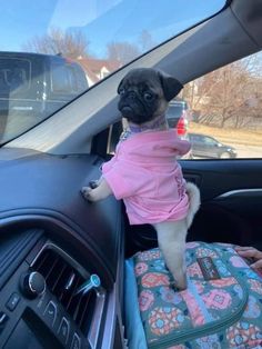 a pug dog wearing a pink shirt sitting on top of a suitcase in the back seat of a car