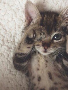 a small kitten sitting on top of a white blanket