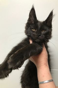 a black cat is being held up by someone's hand in front of a white wall