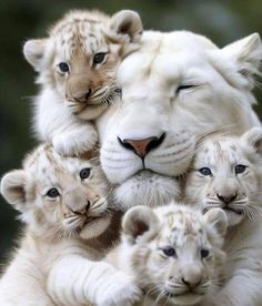 several white tiger cubs are huddled together in the middle of their mother's arms