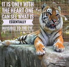 a tiger sitting on top of a rock next to a fence