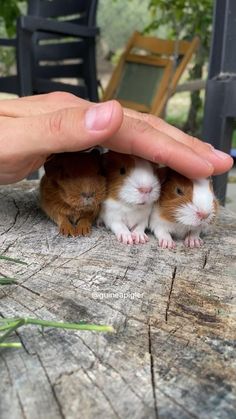 two small brown and white hamsters under their owner's hand on a wooden table