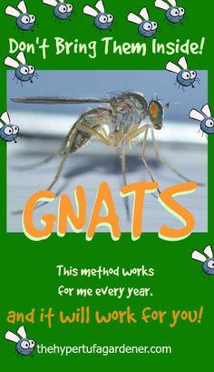 Kill Gnats In House, Gnat Spray, Gnats In House Plants, How To Get Rid Of Gnats, Plants That Repel Bugs, Plant Pests, Head Vases, Garden Pest Control, Plant Information