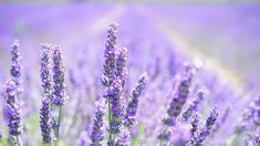 lavender flowers blooming in a field on a sunny day