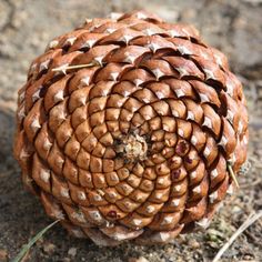 a close up of a pine cone on the ground