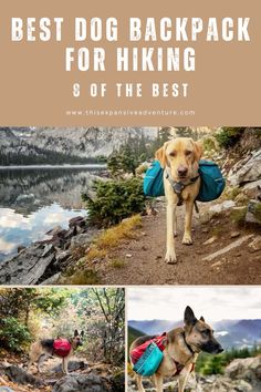 the best dog backpacks for hiking 8 of the best - click to see them