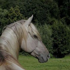 a white horse standing on top of a lush green field next to trees and bushes