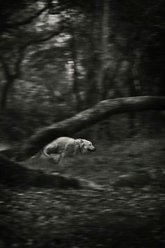 black and white photograph of a dog running in the woods with fallen trees behind it