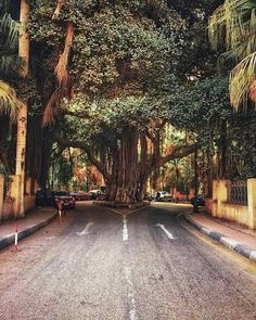 an empty street lined with trees and parked cars