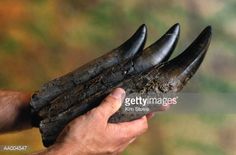 a hand holding an animal's claws with mud on it