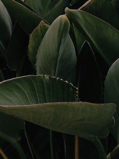 close up view of green leaves in the daytime light, with only one insect on it's back end