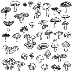 the different types of mushrooms are drawn in black and white on a sheet of paper