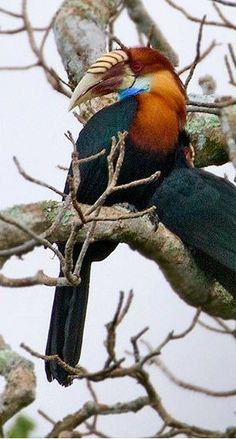 a colorful bird sitting on top of a tree branch