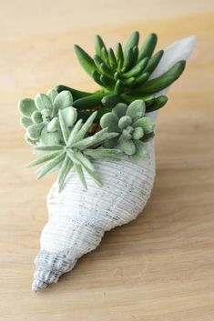 a fake succulent in a shell is shown on the webpage for sale