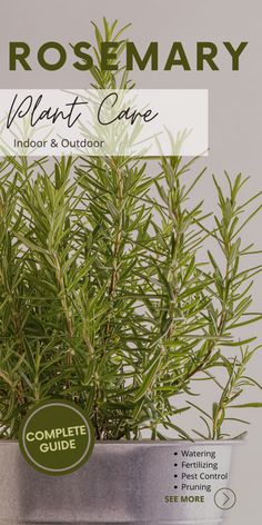 Rosemary plant care step-by-step guide Herbs, Rosemary Plant Care, Plant Care Guide, Rosemary Plant, Plant Care, Step Guide, Rosemary, Step By Step