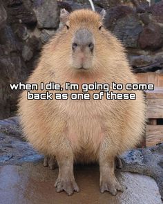 a capybara sitting on top of a rock with the caption when i die, i'm going to come back as one of these