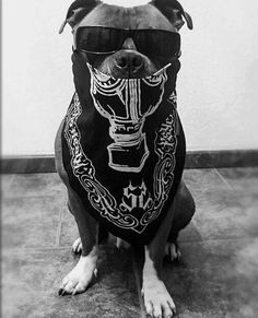 a dog wearing sunglasses and a bandana with the words stickdog written on it