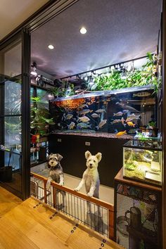 two dogs sitting in front of an aquarium