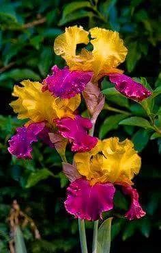 two purple and yellow flowers with green leaves in the backgrounnd, one blooming