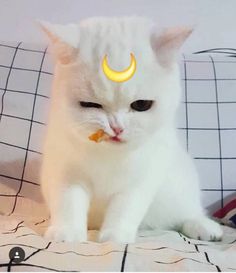 a white cat sitting on top of a bed with a yellow crescent halo around it's head