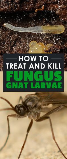 how to treat and kill funguss in an anthropodic environment with text overlay that reads, how to treat and kill funguss gnat larvae