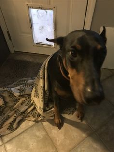 a black and brown dog laying on the floor next to a door