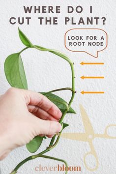 Propogating Plants, Pothos In Water, Tanaman Pot, Household Plants, Plant Care Houseplant, Hanging Plants Indoor, Indoor Plant Care, Inside Plants, Pothos Plant