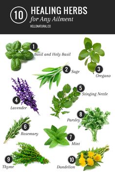Kebun Herbal, Herbs List, Medicinal Herbs Garden, Magia Das Ervas, Healing Plants, Herbal Healing, Decoration Plante, Herbs For Health, Healing Herbs
