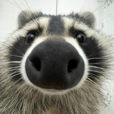 a close up view of a raccoon's face