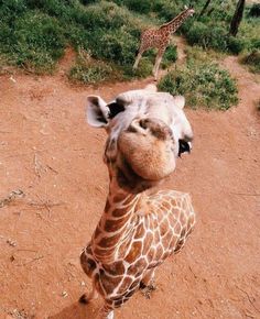 a giraffe standing on top of a dirt field next to a grass covered hillside