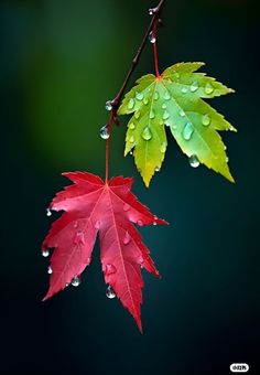 two leaves with drops of water on them