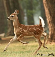 a young deer running through the grass in front of some trees