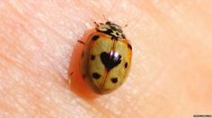 a lady bug sitting on the skin of someone's arm