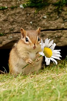 a chipper with a flower in it's mouth and the words take the time every day to be thoughtful for everything that you have