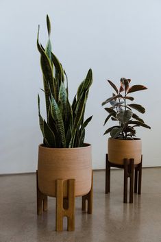 two potted plants sitting next to each other