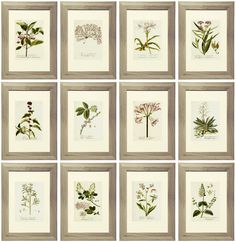 nine framed pictures with different types of flowers in them, all showing the same plant life