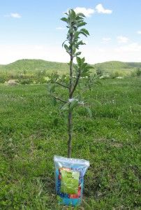 a small tree in the middle of a field with a bag on it's trunk