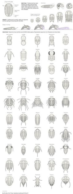 an image of different types of crabs