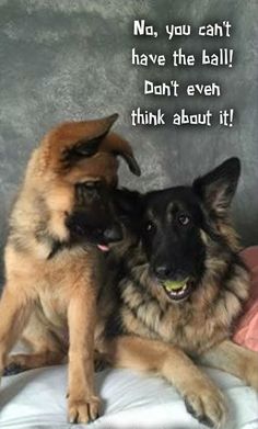 two german shepherd dogs sitting next to each other on top of a bed with the caption, no, you can't have the ball don't even think about it