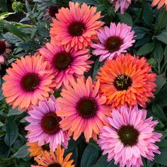 many pink and orange flowers with green leaves