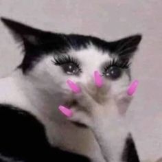 a black and white cat with pink hearts on its nose