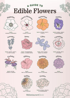 an illustrated guide to edible flowers